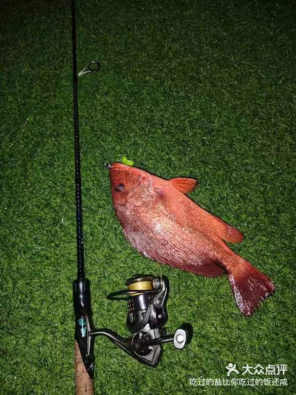 路亚红油(路亚红油鱼技巧) 路亚红油(路亚红油鱼技巧)