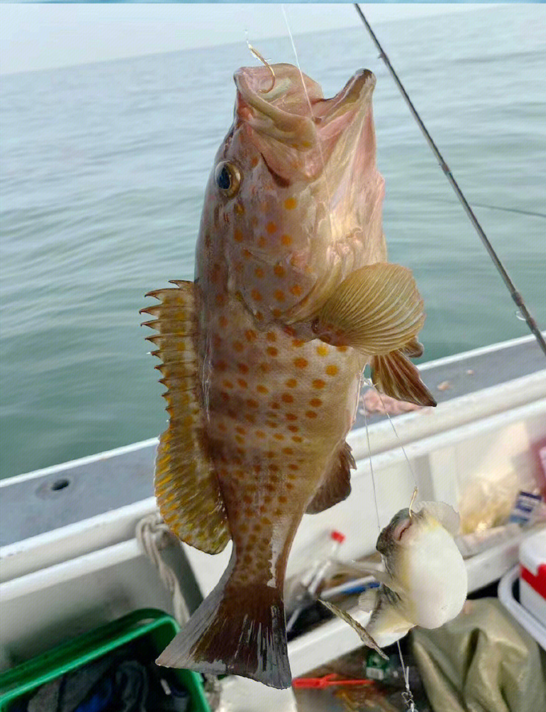 在深圳海钓被抓(深圳一男子在海边钓鱼) 在深圳海钓被抓(深圳一男子在海边钓鱼)