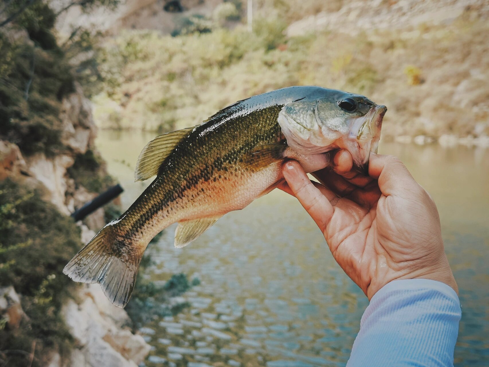 路亚湟鱼(如何路亚青鱼) 路亚湟鱼(如何路亚青鱼)