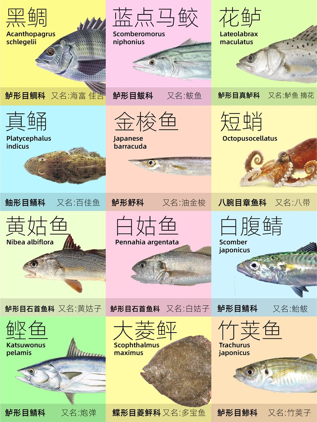 路亚鲅鱼配置(路亚鲅鱼饵的选择) 路亚鲅鱼配置(路亚鲅鱼饵的选择)