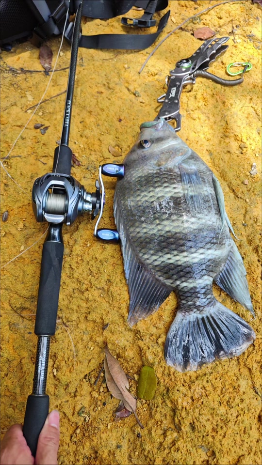 路亚罗非鱼用似饵技巧(用路亚钓罗非鱼用什么假饵好?) 路亚罗非鱼用似饵技巧(用路亚钓罗非鱼用什么假饵好?)