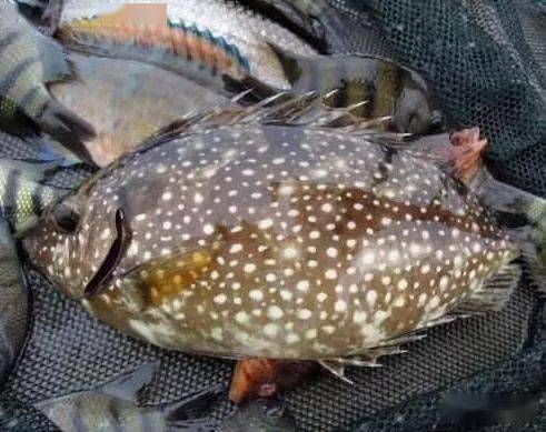 海钓常见鱼种(海钓鱼都有哪些) 海钓常见鱼种(海钓鱼都有哪些)