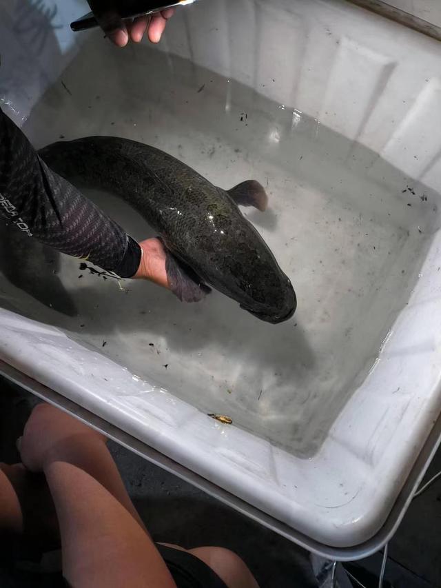 海钓大黑鱼技巧视频(海钓大黑鱼技巧视频大全) 海钓大黑鱼技巧视频(海钓大黑鱼技巧视频大全)