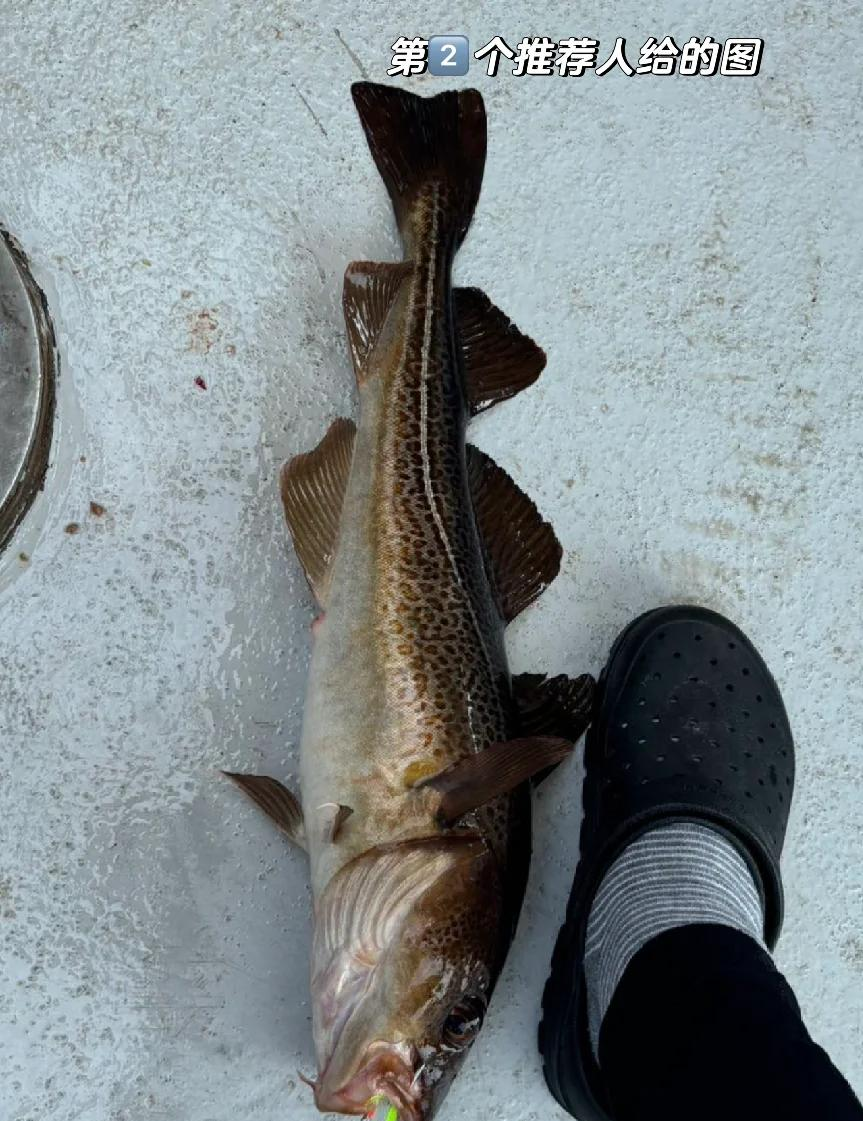 莱州市海钓俱乐部(海钓俱乐部经营方案) 莱州市海钓俱乐部(海钓俱乐部经营方案)