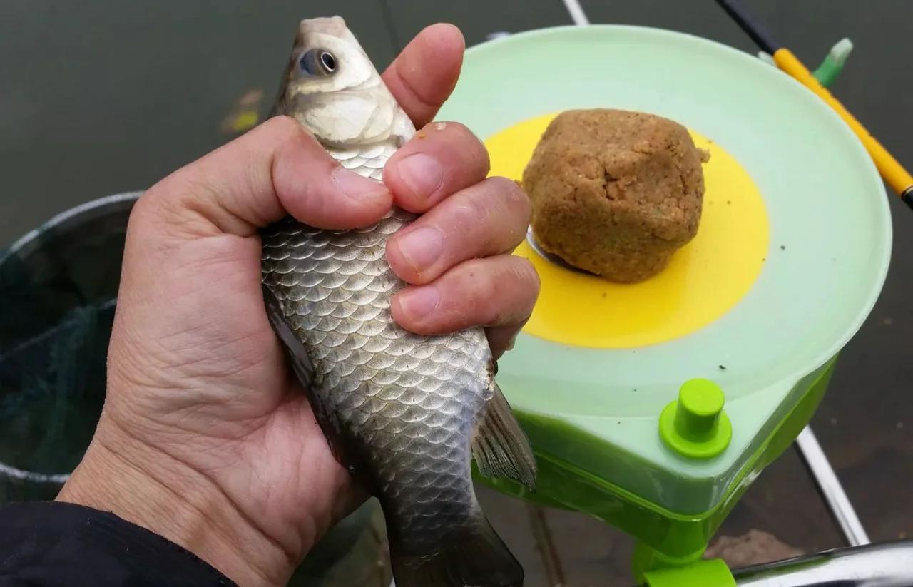 春未夏初水库钓鱼技巧(春末水库钓鲫鱼) 春未夏初水库钓鱼技巧(春末水库钓鲫鱼)