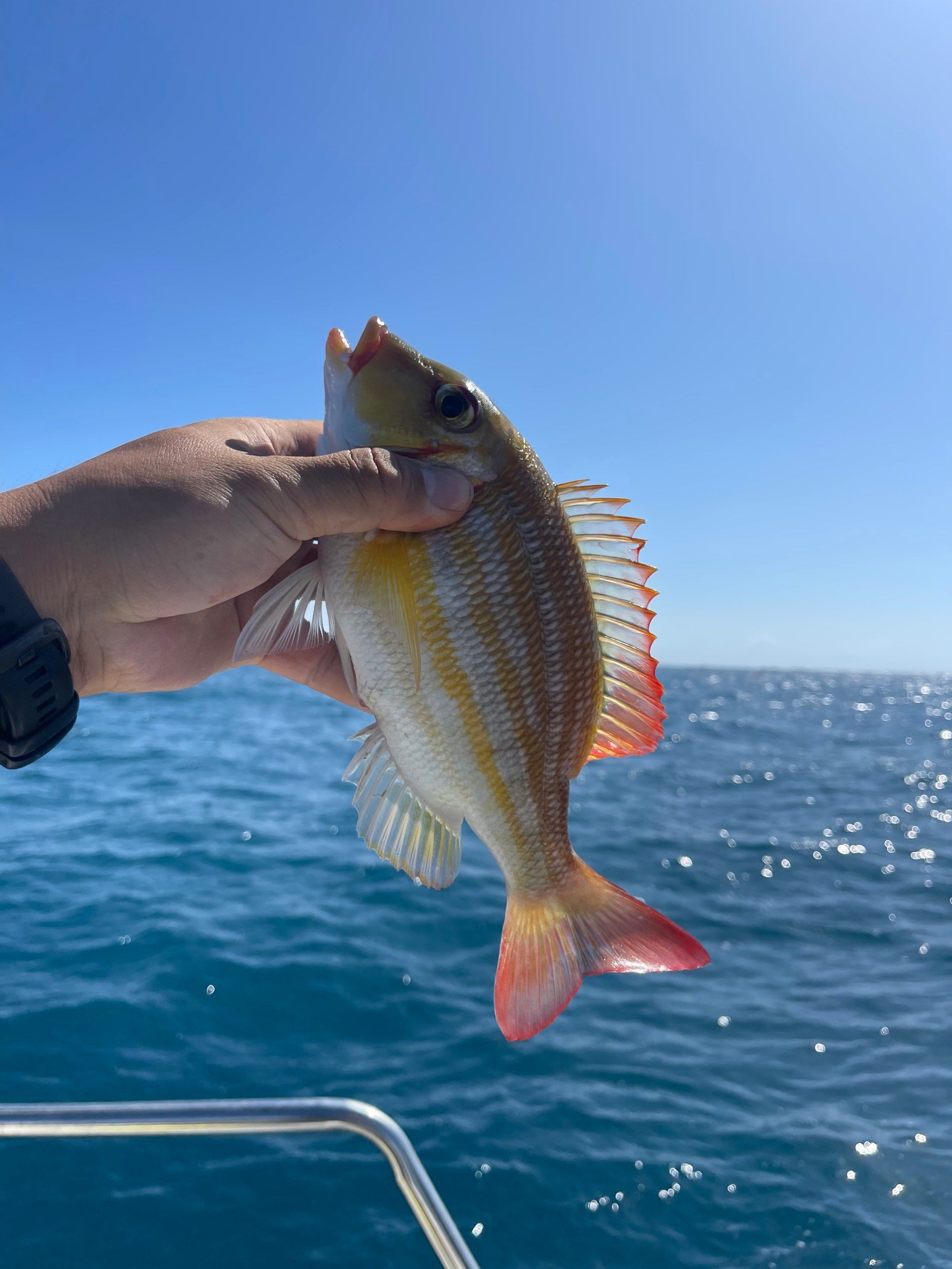 海钓远投最远(海钓远投钓法基本技巧) 海钓远投最远(海钓远投钓法基本技巧)