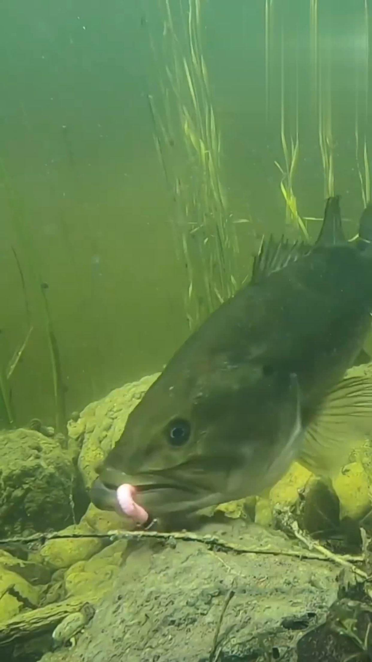 水库路钓鲈技巧(钓鱼人的精辟句子搞笑版) 水库路钓鲈技巧(钓鱼人的精辟句子搞笑版)
