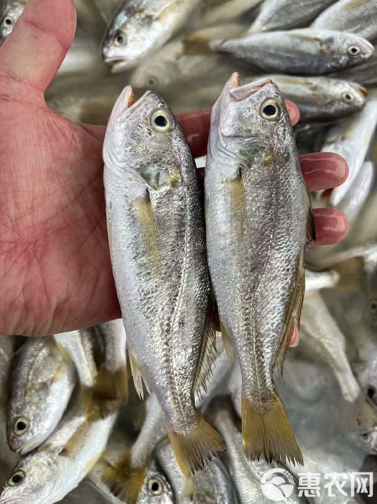 海钓白鼓鱼(白鼓子鱼) 海钓白鼓鱼(白鼓子鱼)