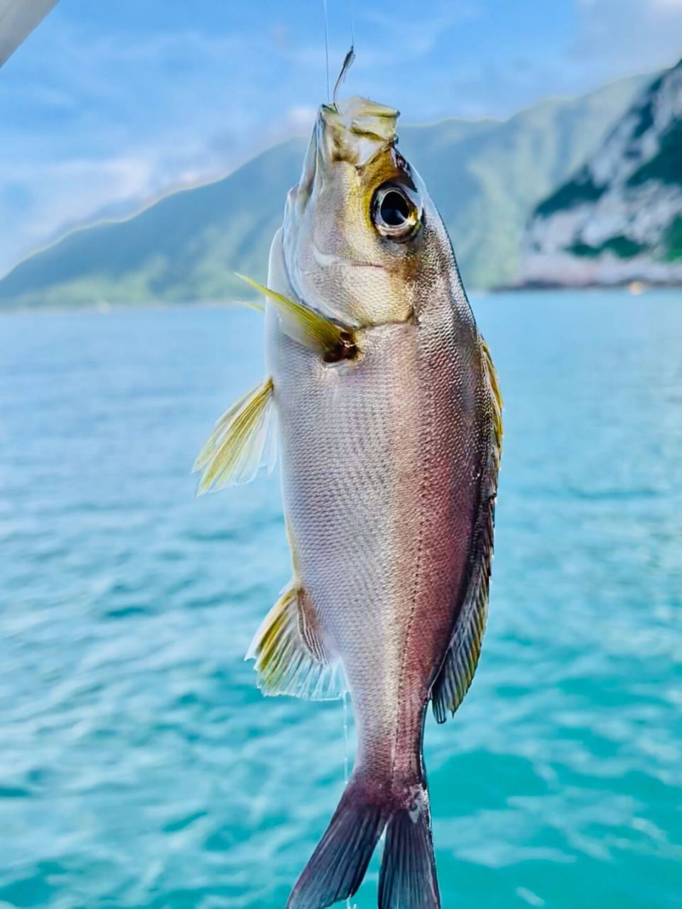 海钓白鼓鱼(白鼓子鱼) 海钓白鼓鱼(白鼓子鱼)
