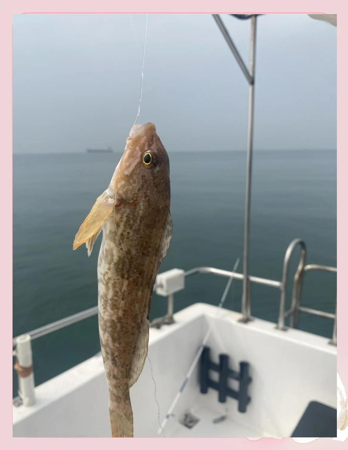 青岛海钓用什么鱼饵(海钓 青岛) 青岛海钓用什么鱼饵(海钓 青岛)
