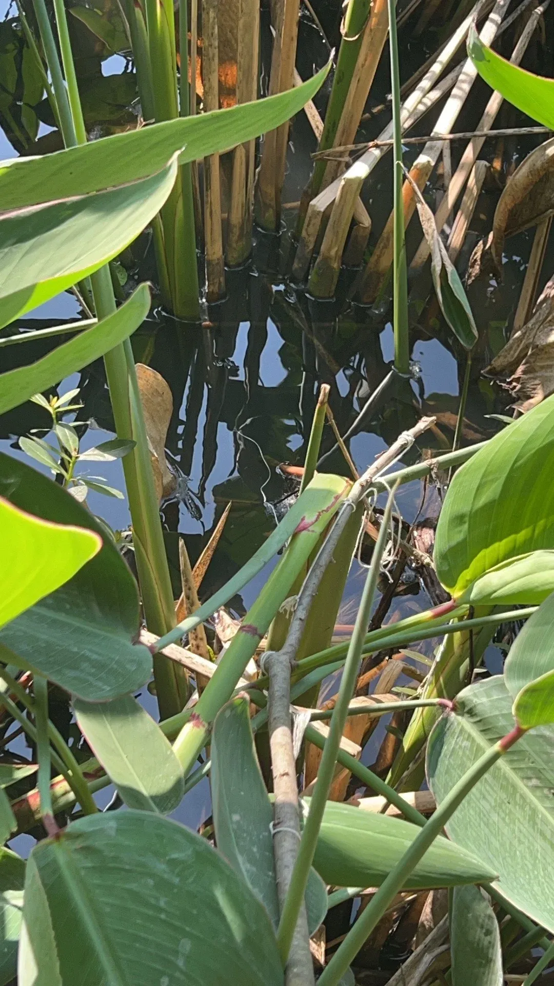 上海钓虾地点(上海钓虾最佳季节) 上海钓虾地点(上海钓虾最佳季节)