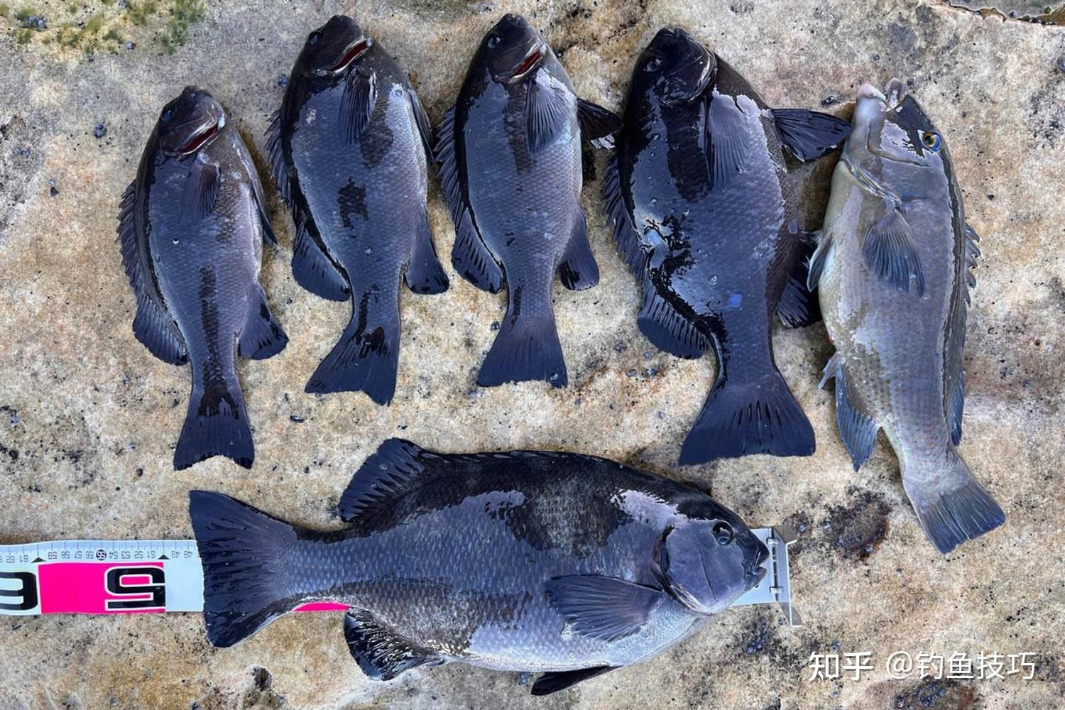 海钓黑鱼的钓组(海黑鱼钓法) 海钓黑鱼的钓组(海黑鱼钓法)