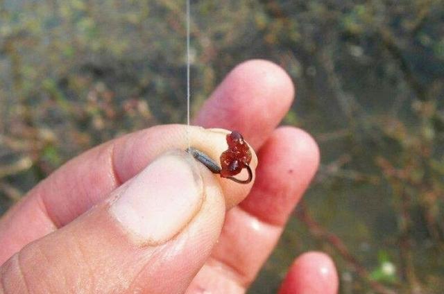 天无饵料钓鱼如何(天下无鱼饵料) 天无饵料钓鱼如何(天下无鱼饵料)