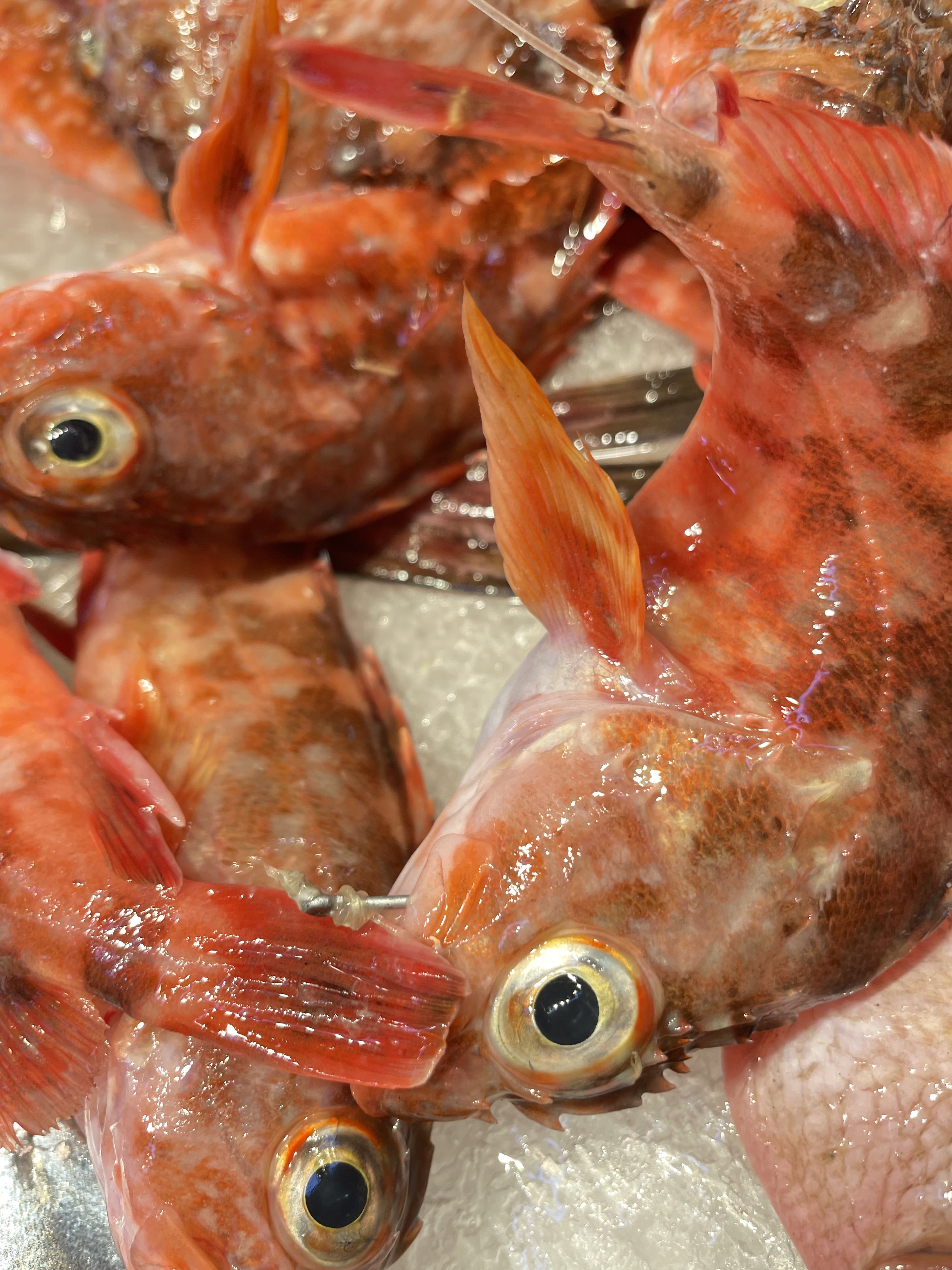 海钓沙鳗钓组(海钓梭鱼的最佳钓组) 海钓沙鳗钓组(海钓梭鱼的最佳钓组)