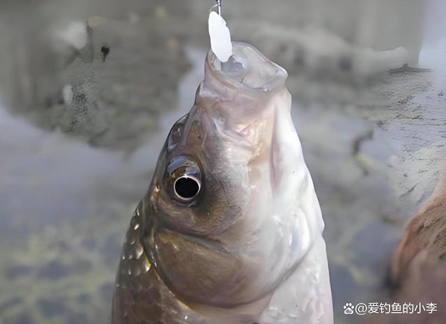米饭加饵料钓鱼(用米饭钓鱼加什么小药) 米饭加饵料钓鱼(用米饭钓鱼加什么小药)