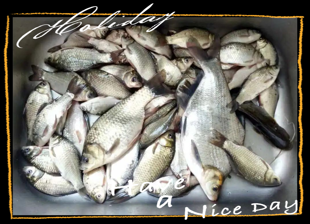 用红薯钓鱼技巧(怎么用红薯钓鱼?) 用红薯钓鱼技巧(怎么用红薯钓鱼?)