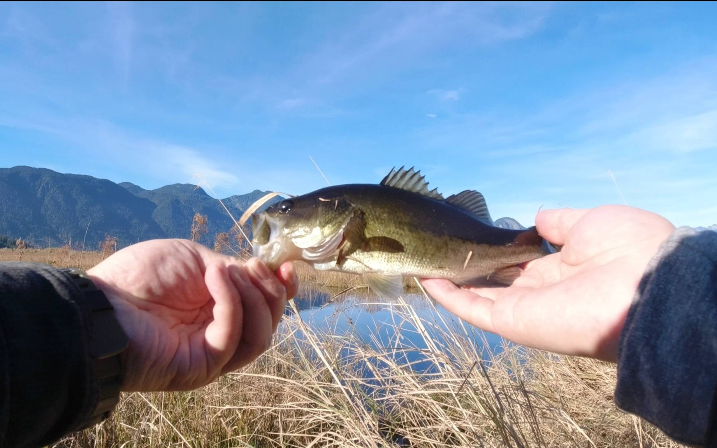 水面系路亚鲈鱼(路亚鲈鱼一般在什么水层) 水面系路亚鲈鱼(路亚鲈鱼一般在什么水层)