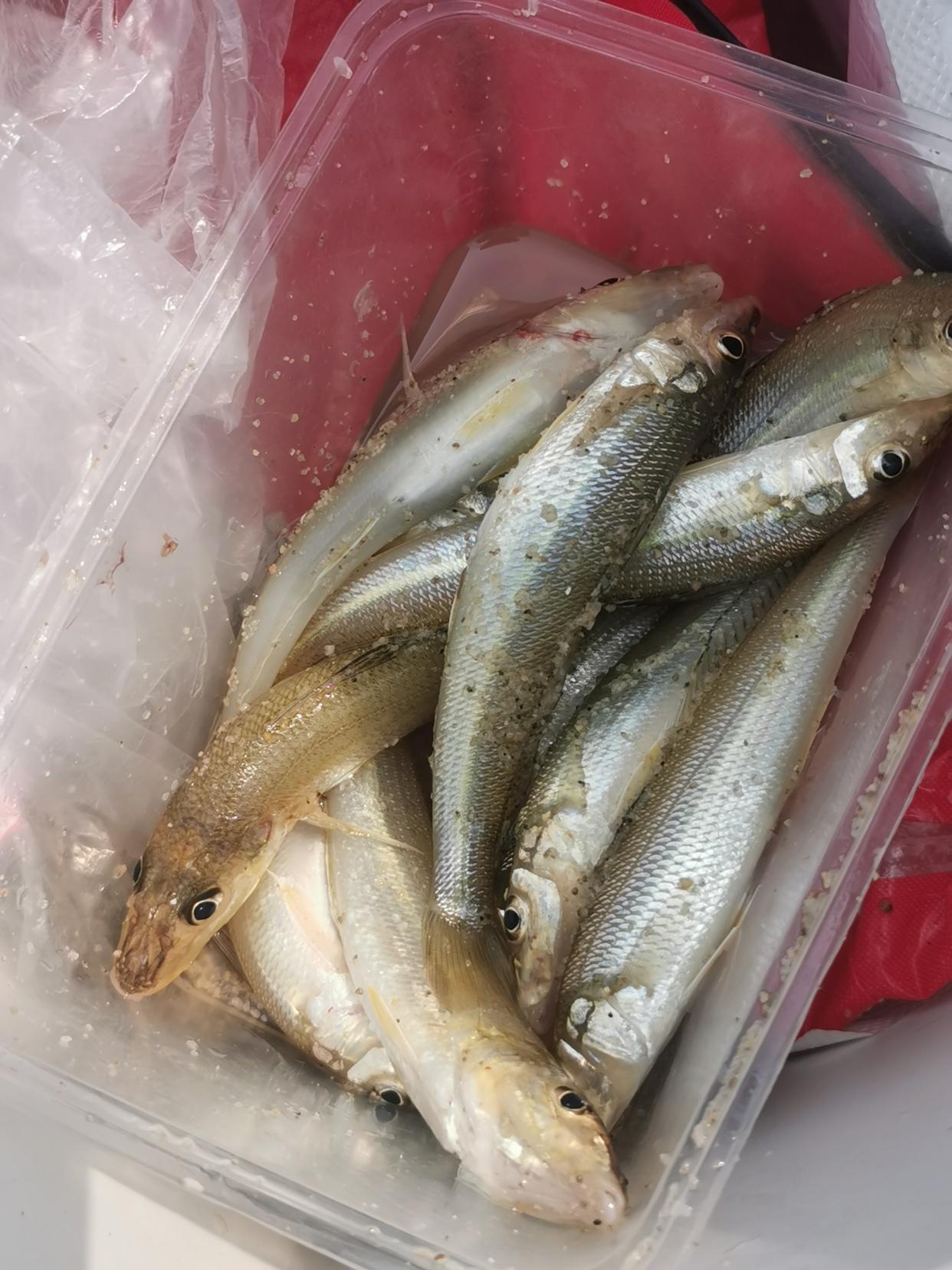 潍坊北海钓鱼贴吧(潍坊北海海钓吧) 潍坊北海钓鱼贴吧(潍坊北海海钓吧)