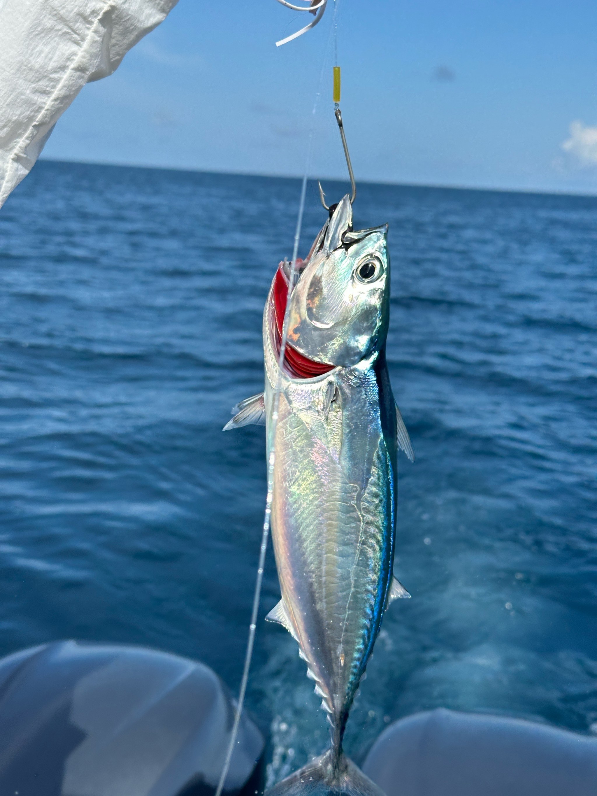 深海海钓哪里有(深海海钓哪里有鱼) 深海海钓哪里有(深海海钓哪里有鱼)