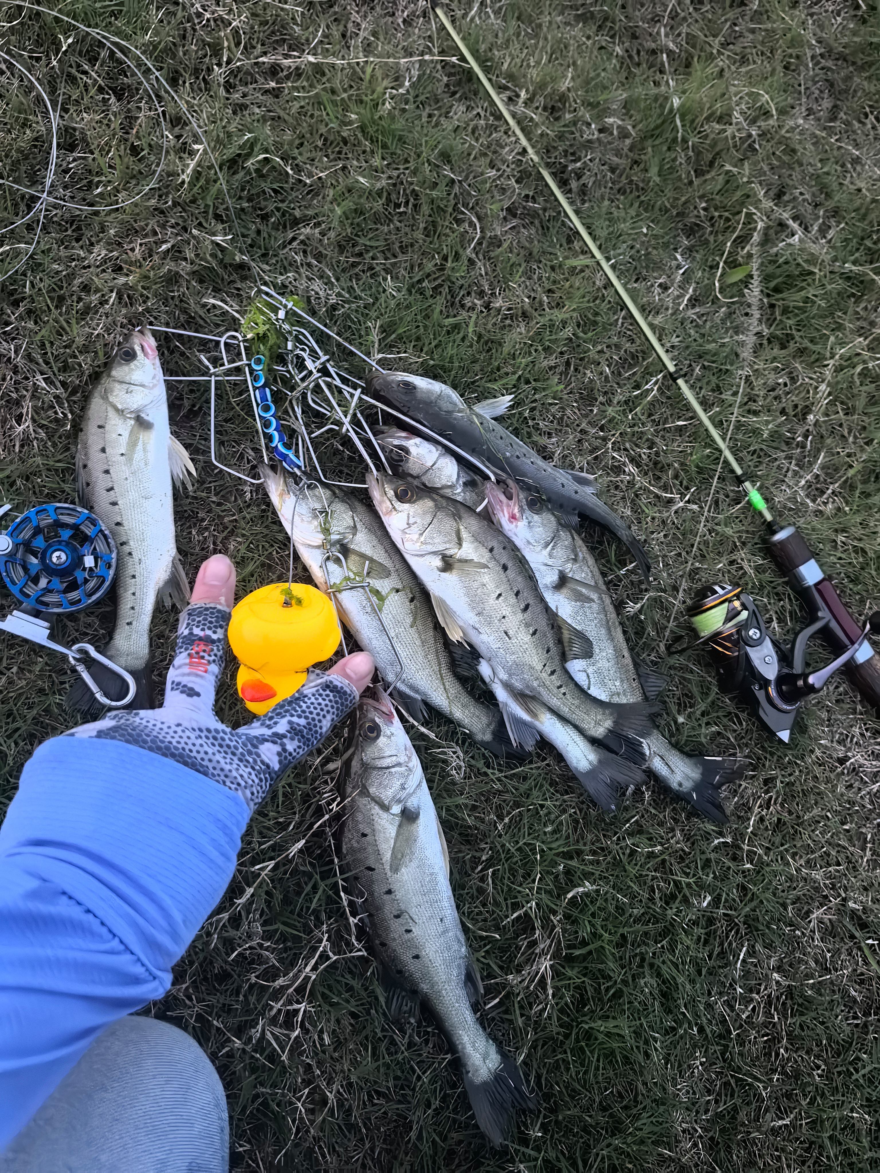 路亚中放枪(路亚避免放枪) 路亚中放枪(路亚避免放枪)