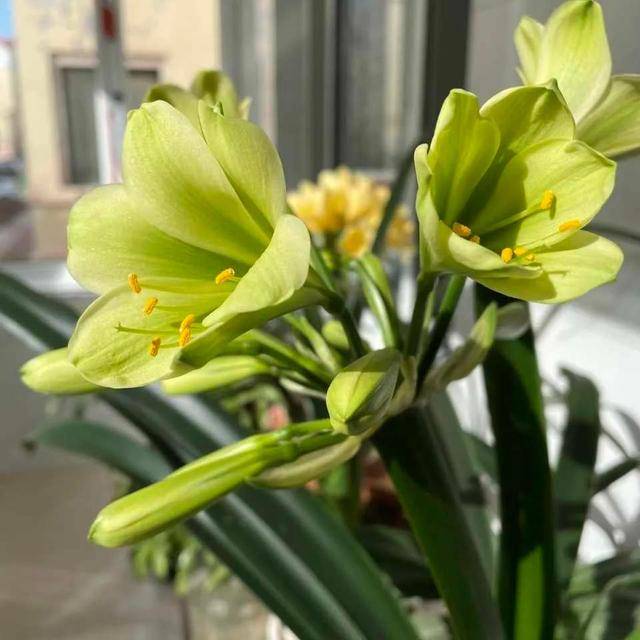 晚春肥水饵料配方(晚春肥水饵料配方视频) 晚春肥水饵料配方(晚春肥水饵料配方视频)