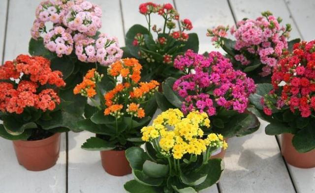 晚春肥水饵料配方(晚春肥水饵料配方视频) 晚春肥水饵料配方(晚春肥水饵料配方视频)