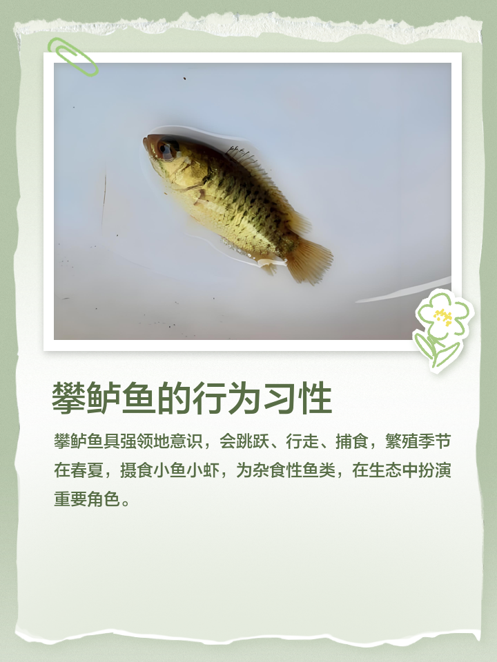 攀鲈鱼能路亚(路亚攀鲈用什么饵) 攀鲈鱼能路亚(路亚攀鲈用什么饵)