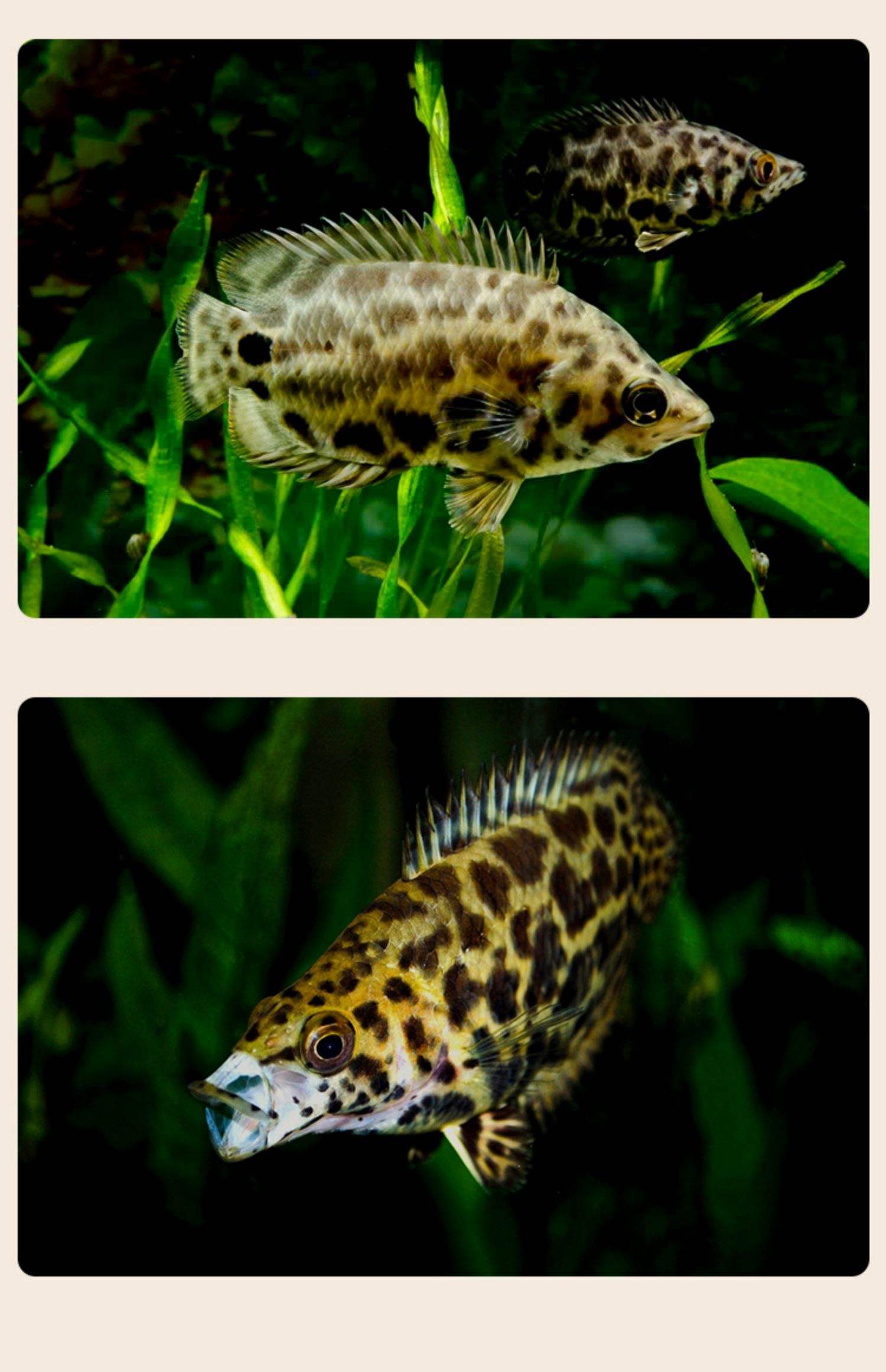 攀鲈鱼能路亚(路亚攀鲈用什么饵) 攀鲈鱼能路亚(路亚攀鲈用什么饵)