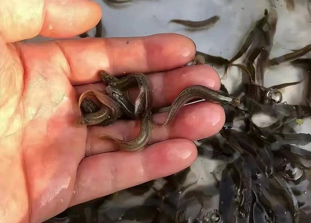 流水鱼鳅打窝钓鱼技巧(流水鱼怎么钓鱼) 流水鱼鳅打窝钓鱼技巧(流水鱼怎么钓鱼)