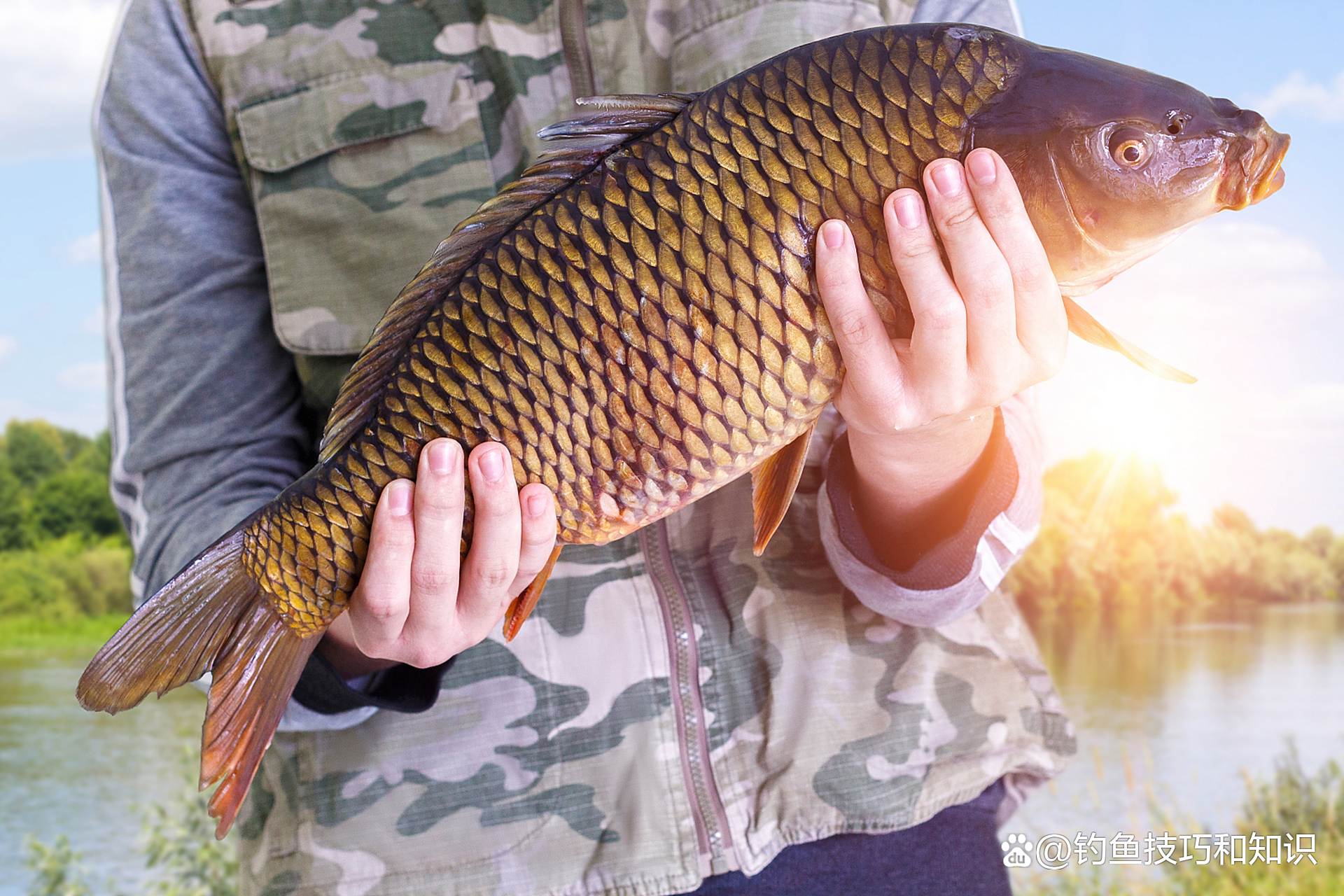 夏天早上钓鲤鱼技巧(夏天早晨钓鱼怎样选择钓位) 夏天早上钓鲤鱼技巧(夏天早晨钓鱼怎样选择钓位)