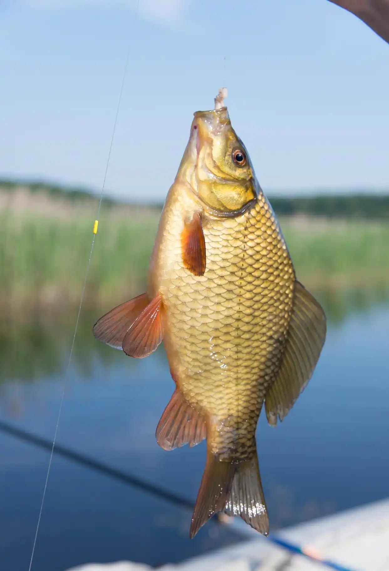 夏天早上钓鲤鱼技巧(夏天早晨钓鱼怎样选择钓位) 夏天早上钓鲤鱼技巧(夏天早晨钓鱼怎样选择钓位)