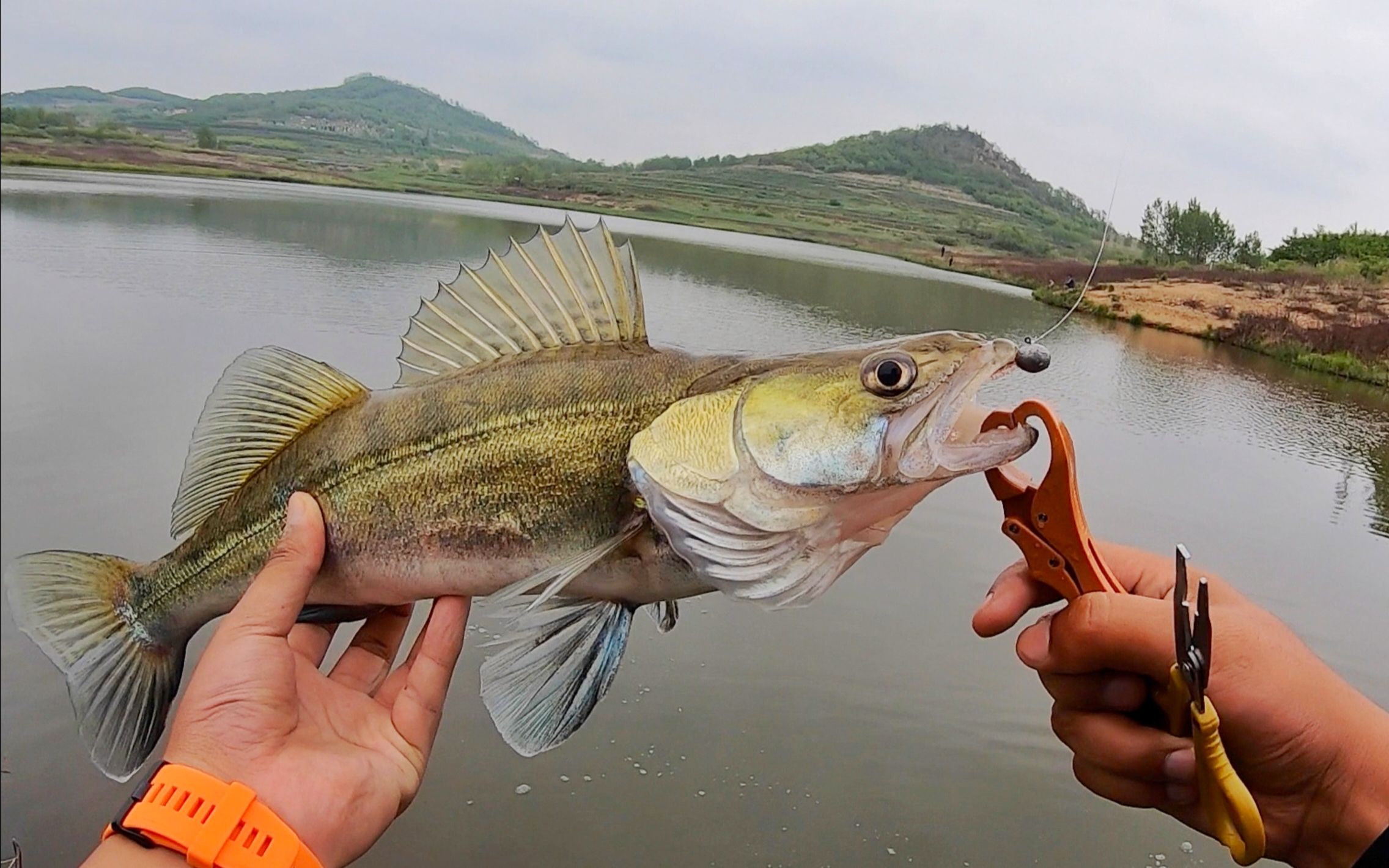 梭鱼可以路亚么(梭鱼用什么钓) 梭鱼可以路亚么(梭鱼用什么钓)