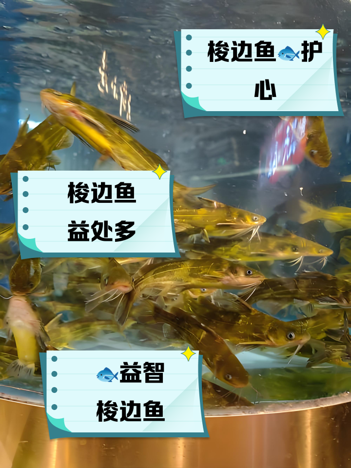 梭鱼可以路亚么(梭鱼用什么钓) 梭鱼可以路亚么(梭鱼用什么钓)