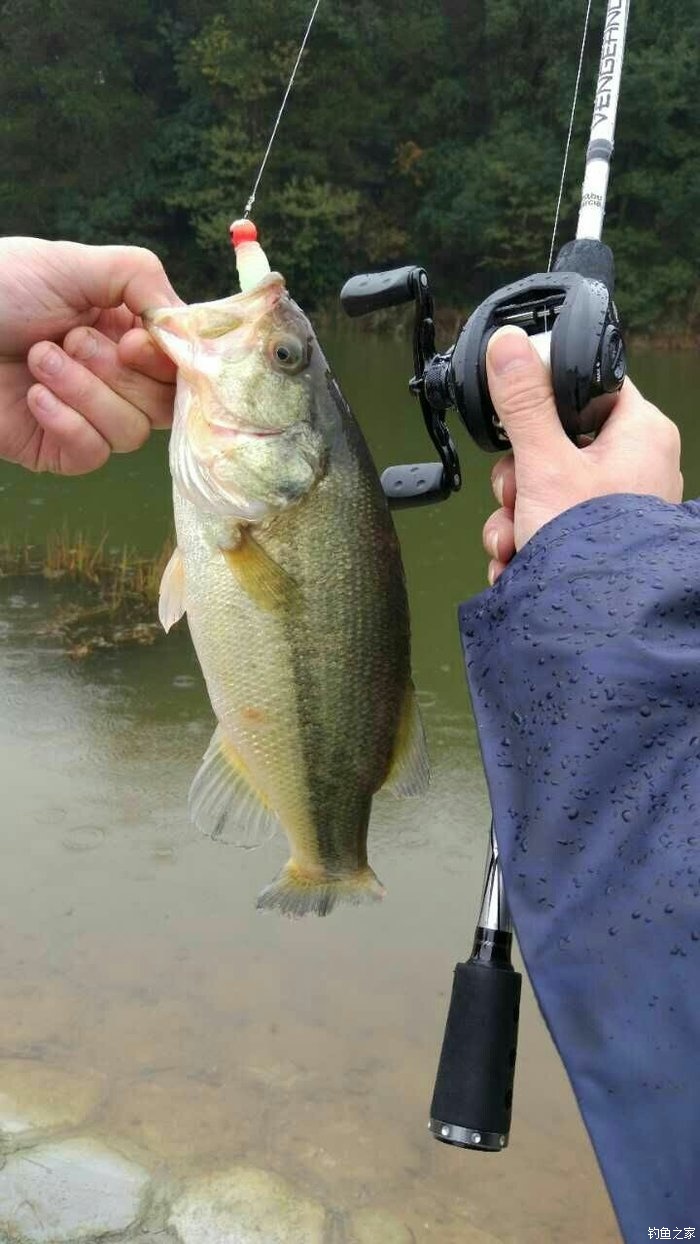 大连路亚鲈鱼(大连路亚群) 大连路亚鲈鱼(大连路亚群)
