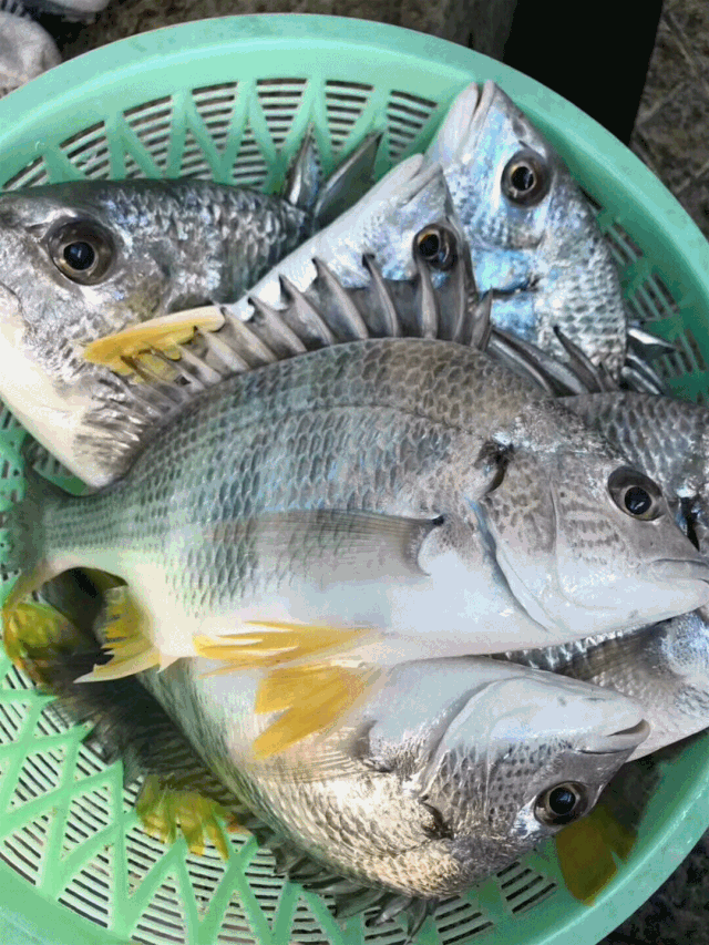 海钓行业动态(海钓赚不赚钱) 海钓行业动态(海钓赚不赚钱)