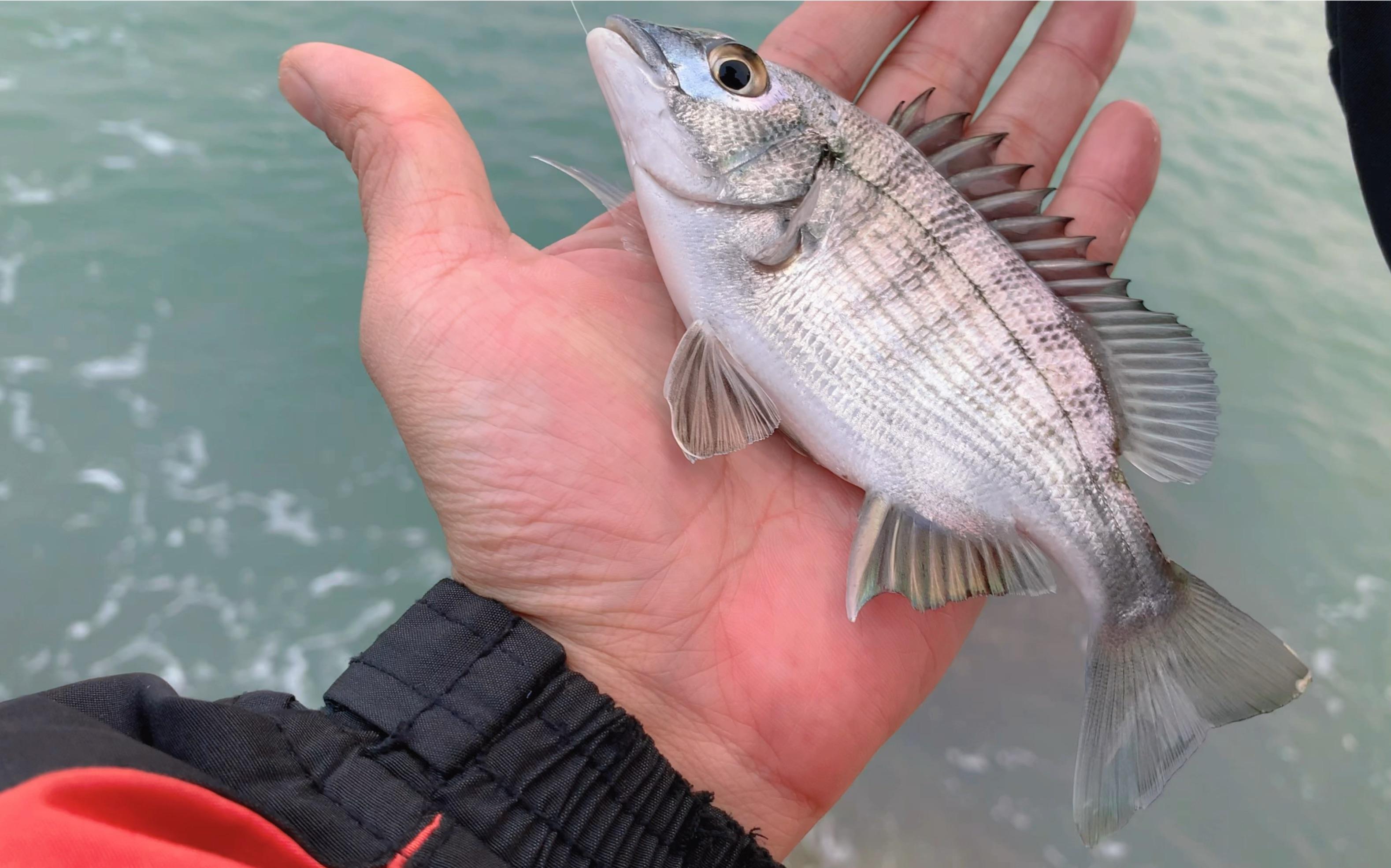 什么事海钓(海钓是什么爱好者的主要垂钓方式) 什么事海钓(海钓是什么爱好者的主要垂钓方式)