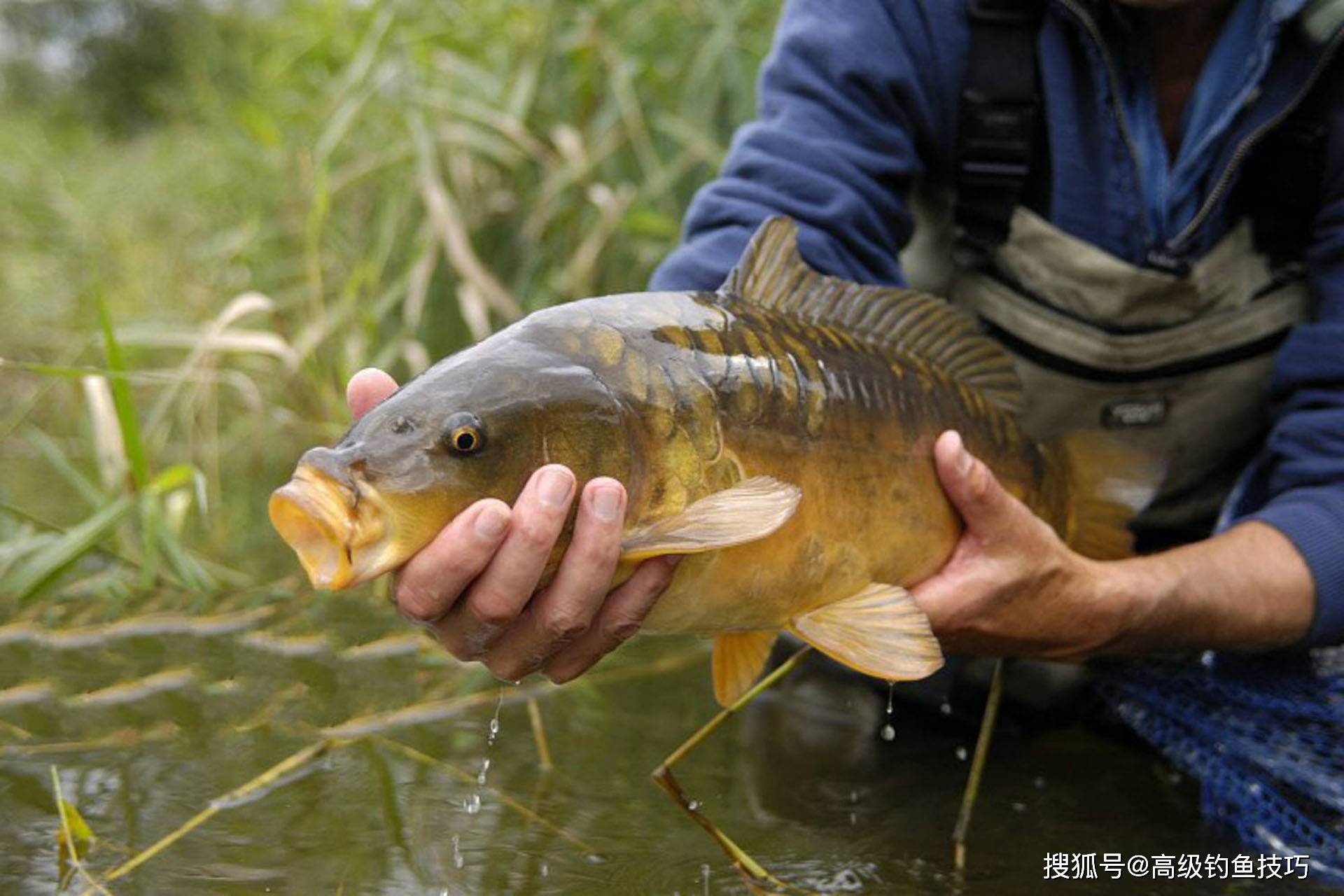 彭州东湖水库钓鱼技巧(nbalucas) 彭州东湖水库钓鱼技巧(nbalucas)