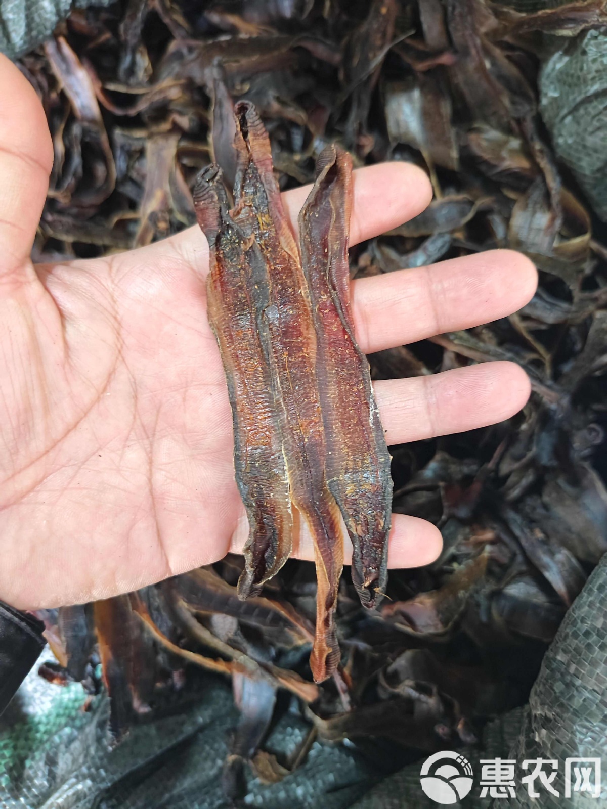 地龙渔具制作(鱼具地龙12米价格) 地龙渔具制作(鱼具地龙12米价格)