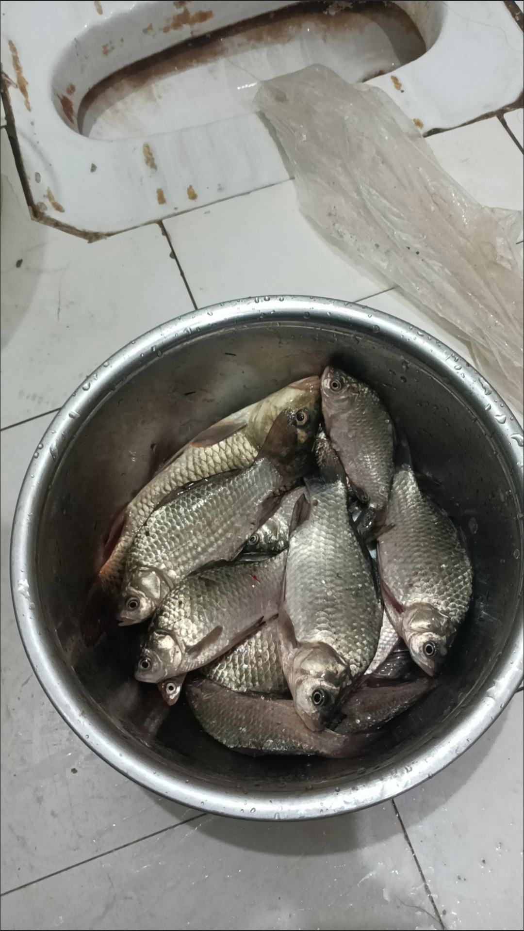 官厅水库的钓鱼饵料(官厅水库用什么饵料) 官厅水库的钓鱼饵料(官厅水库用什么饵料)