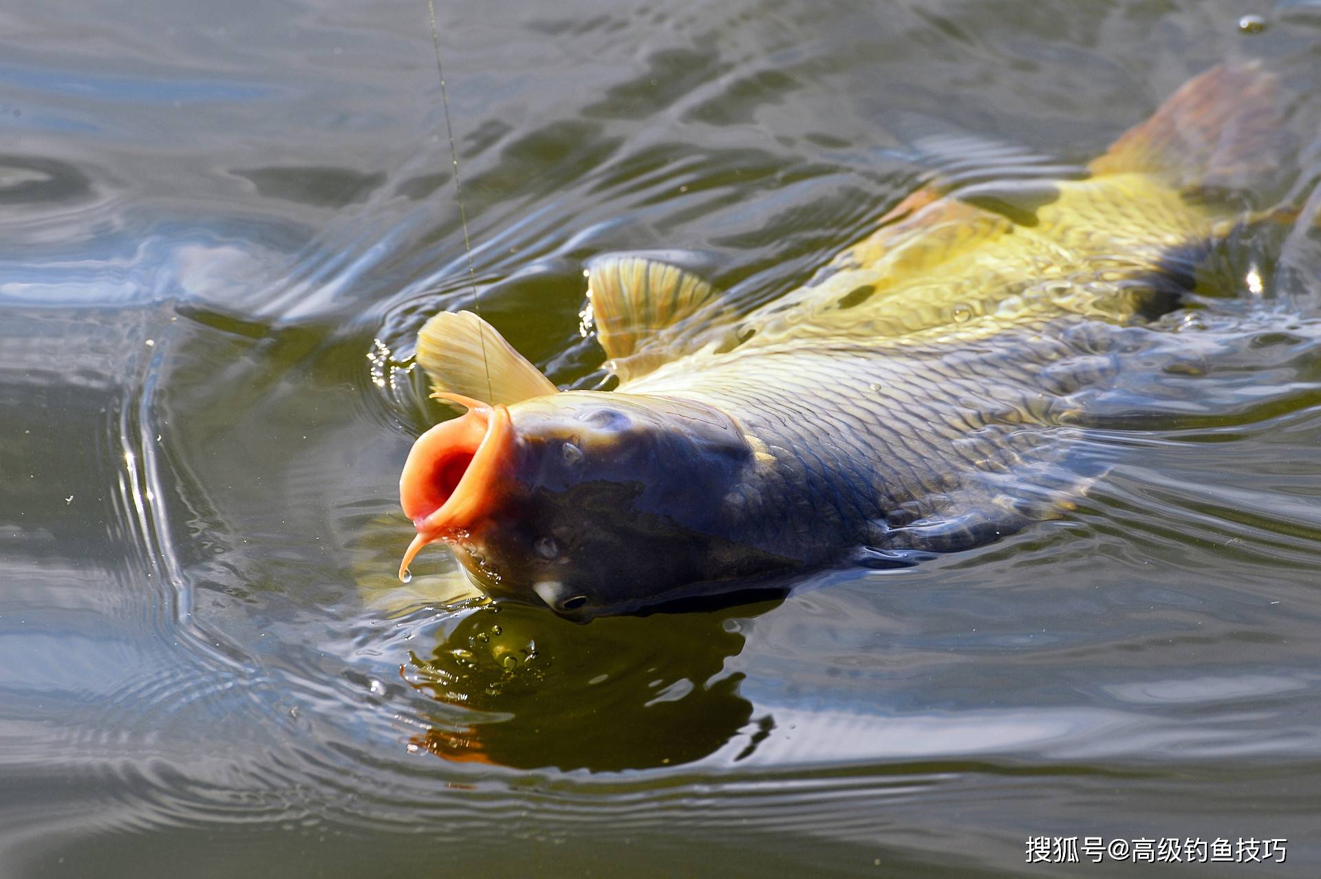 南方春季钓鲤鱼技巧(南方垂钓鲤鱼最佳时间)
