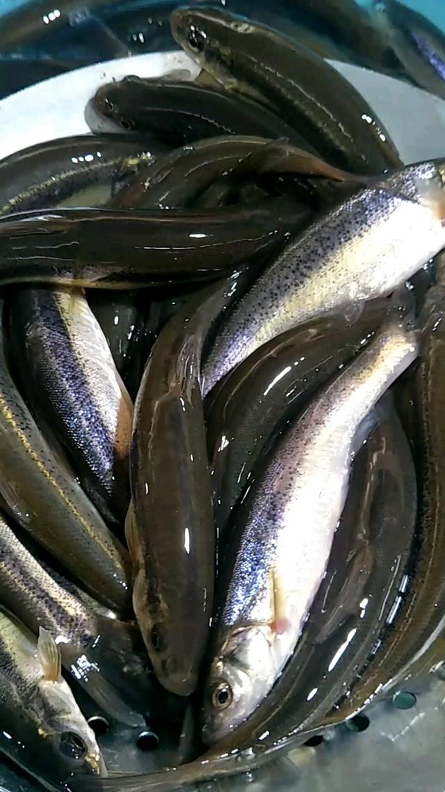 钓柳根鱼技巧(钓柳根用什么鱼钩) 钓柳根鱼技巧(钓柳根用什么鱼钩)