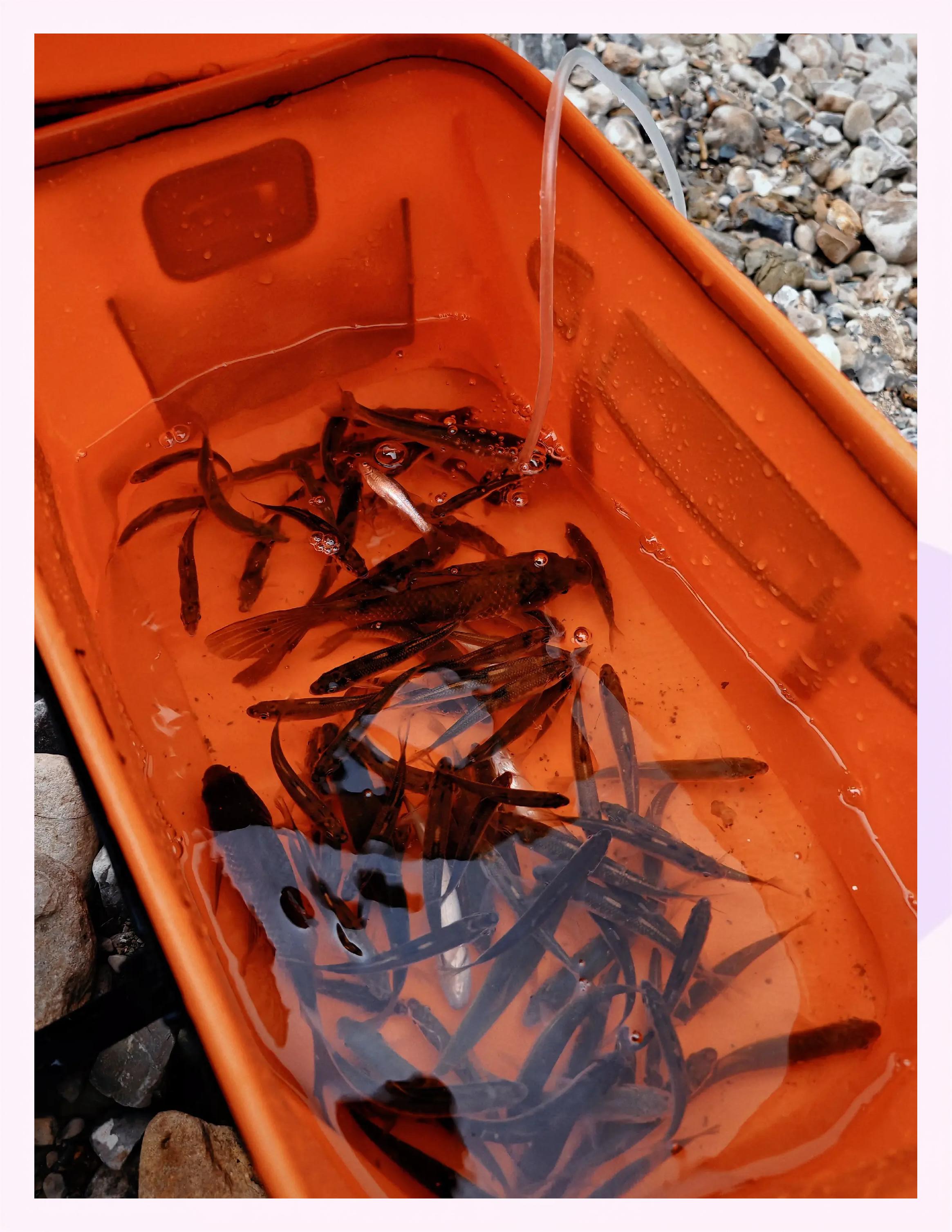 钓柳根鱼技巧(钓柳根用什么鱼钩) 钓柳根鱼技巧(钓柳根用什么鱼钩)