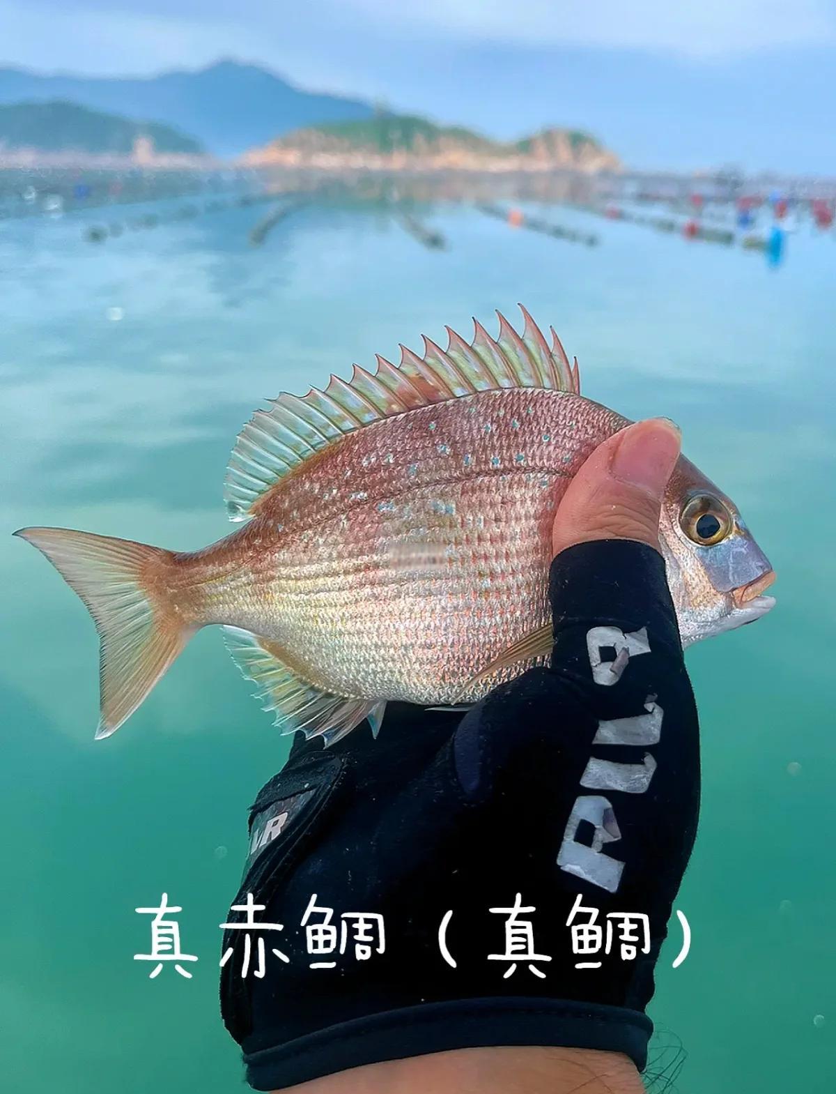 钓鲷鱼的技巧(钓鲷鱼的技巧视频) 钓鲷鱼的技巧(钓鲷鱼的技巧视频)