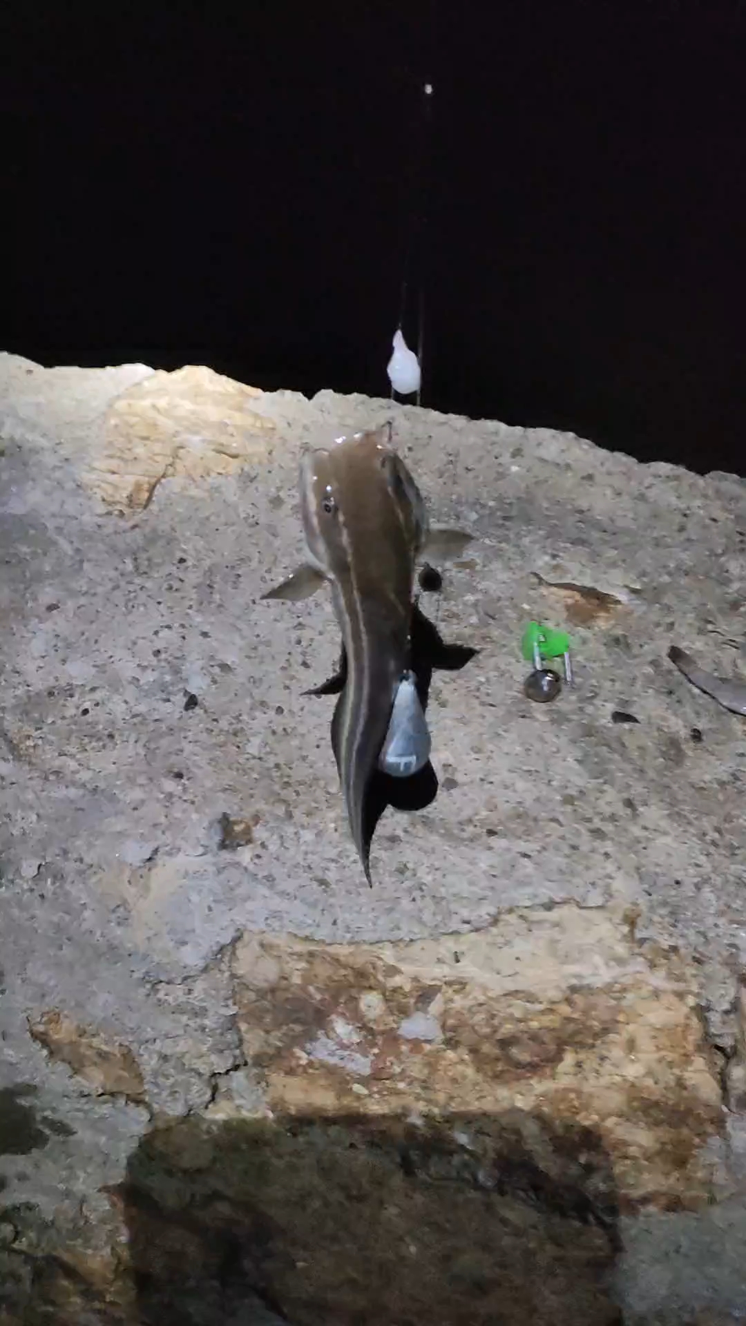 海钓鲶鱼线组(钓海鲶鱼怎样绑线组)