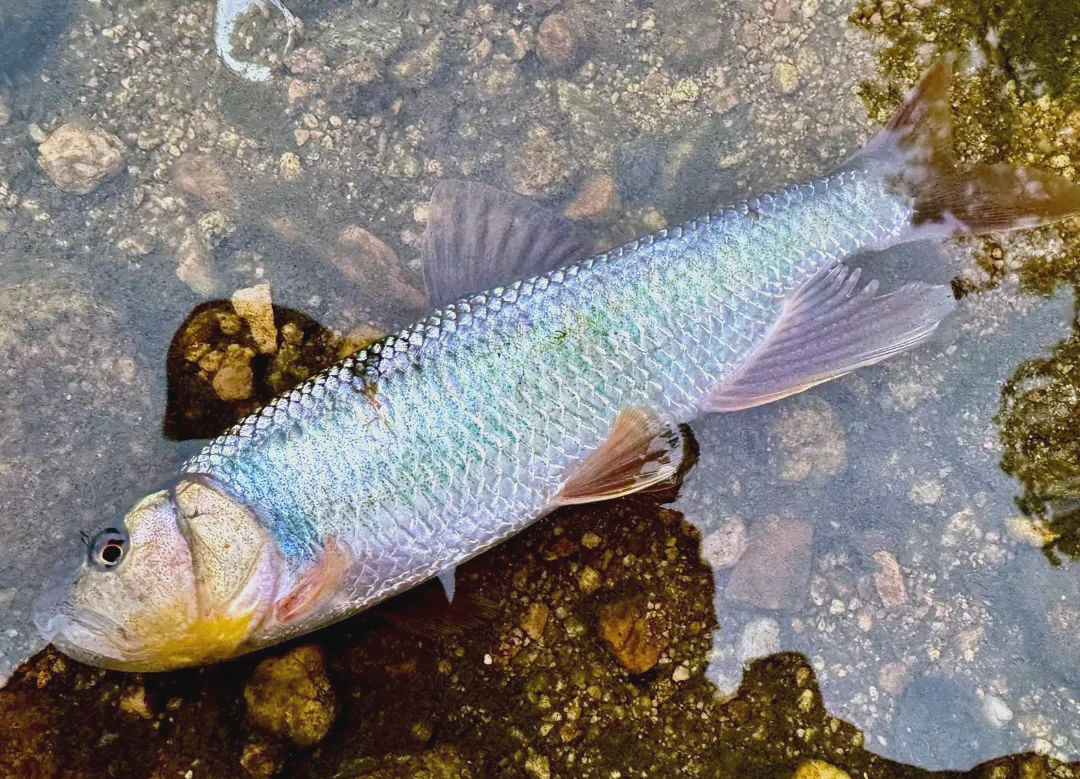 信阳南湾路亚(信阳南湾湖风景区简介) 信阳南湾路亚(信阳南湾湖风景区简介)