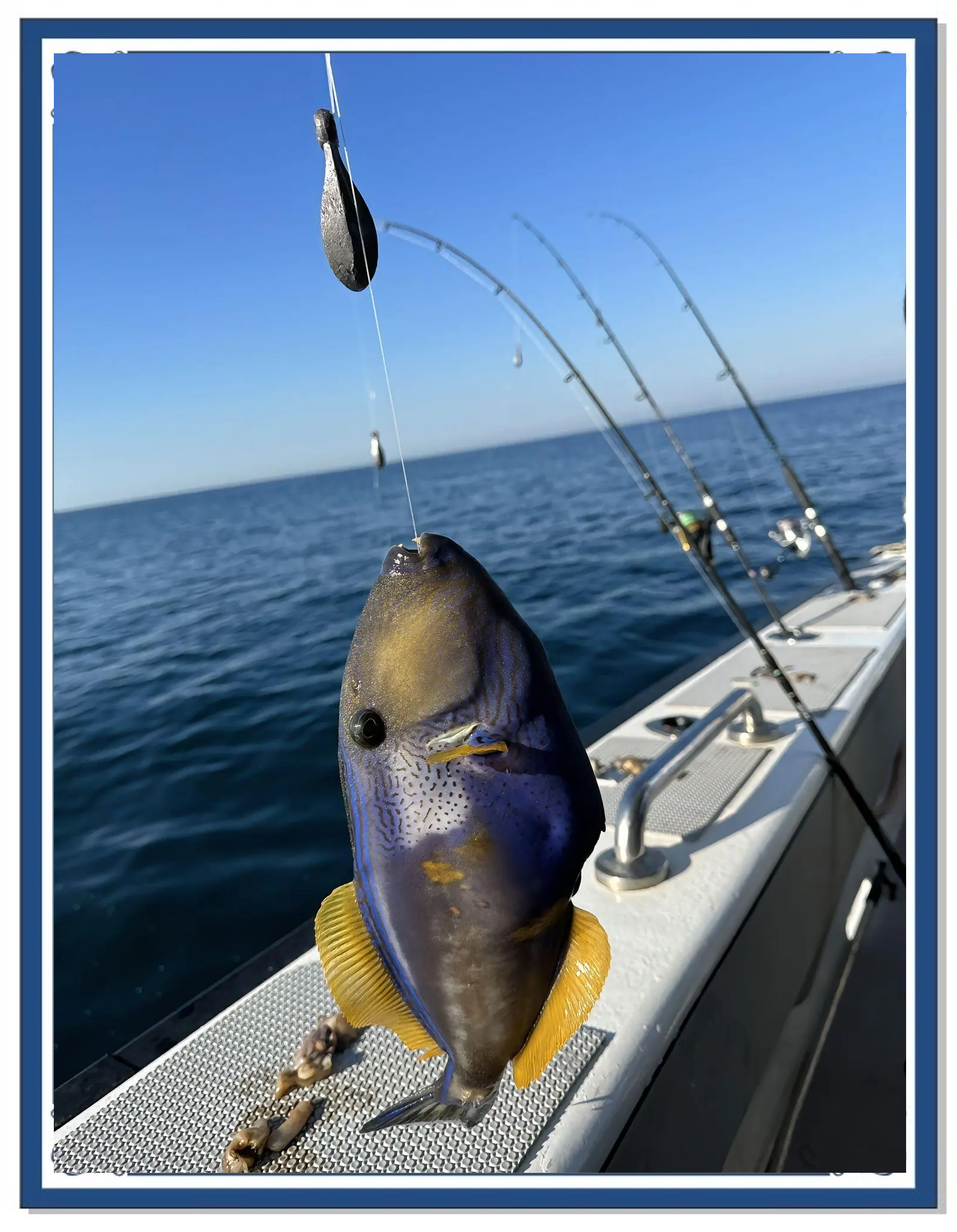 海钓喜欢的品种(海钓适合什么鱼钩)