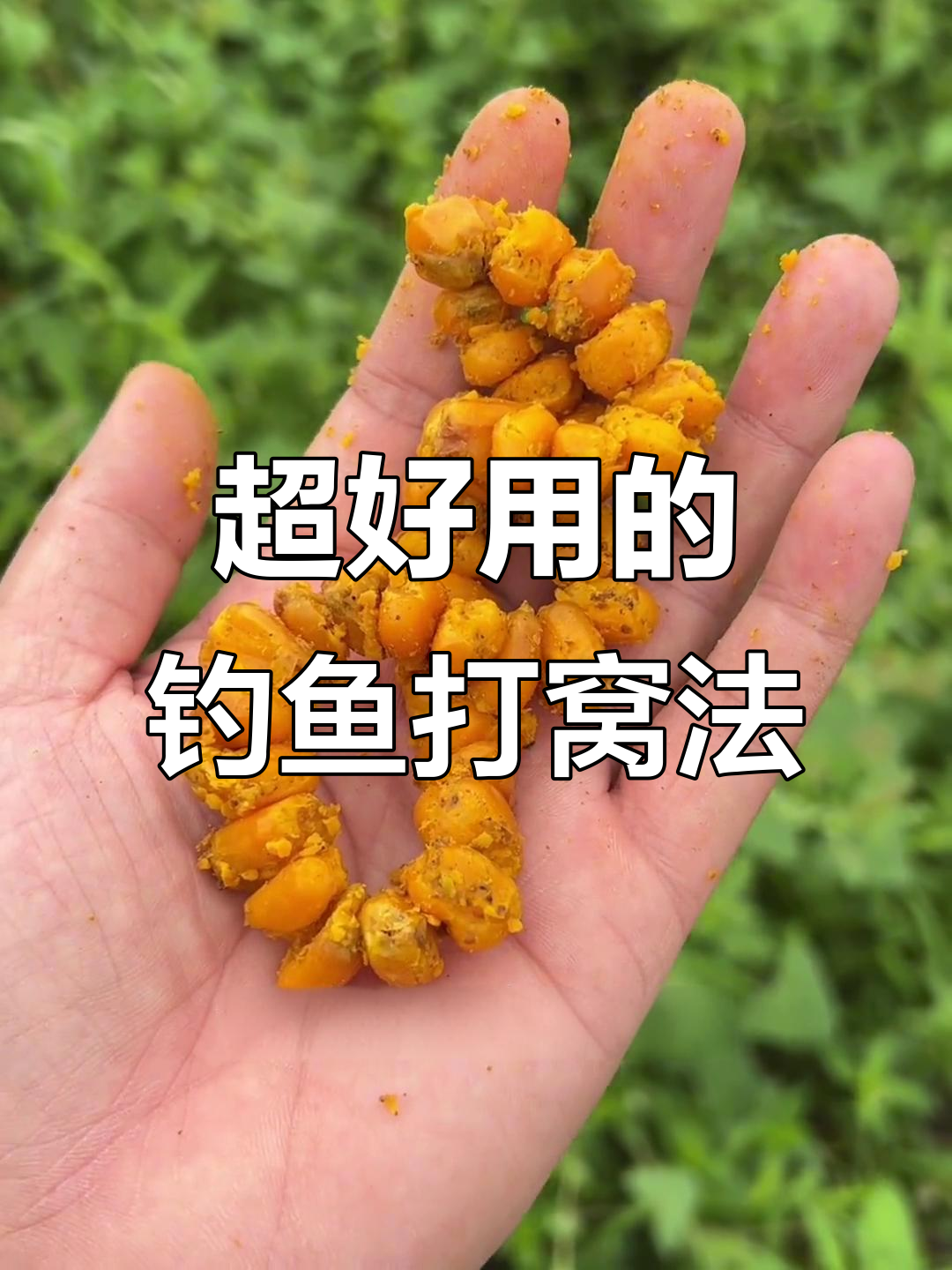 黄尾鲴打窝技巧(黄尾用什么打窝诱鱼快) 黄尾鲴打窝技巧(黄尾用什么打窝诱鱼快)