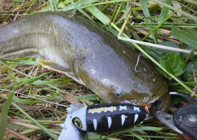 钓四须鲇鱼技巧(四须鲶鱼多少钱一斤)