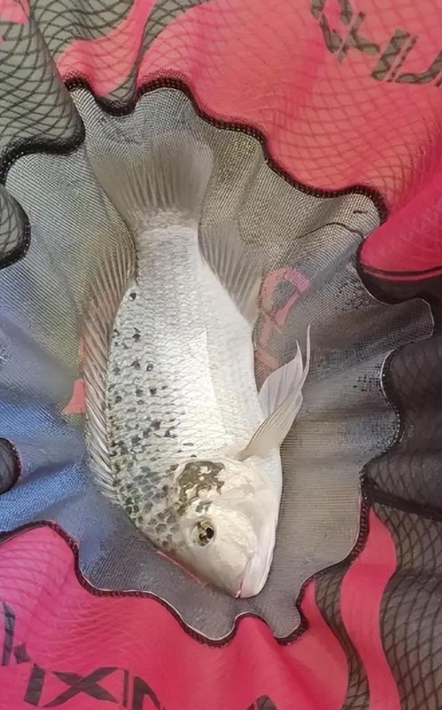 秋天钓罗非鱼技巧视频(秋季野钓罗非鱼要钓远还是钓近) 秋天钓罗非鱼技巧视频(秋季野钓罗非鱼要钓远还是钓近)