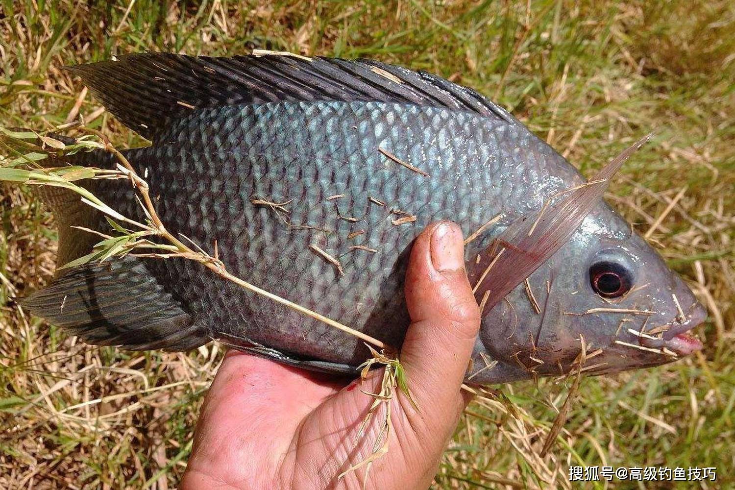 秋天钓罗非鱼技巧视频(秋季野钓罗非鱼要钓远还是钓近) 秋天钓罗非鱼技巧视频(秋季野钓罗非鱼要钓远还是钓近)